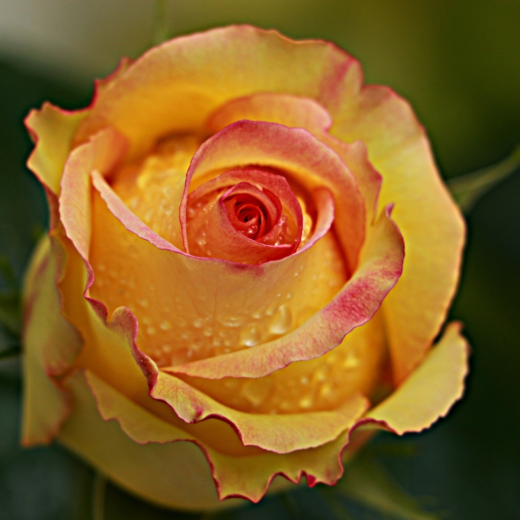 Желтая роза в каплях крупным планом