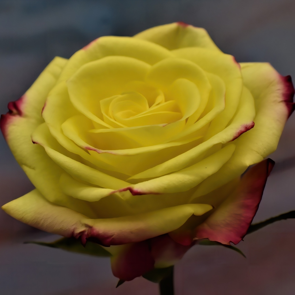 Желтая роза с красными краями на лепестках 