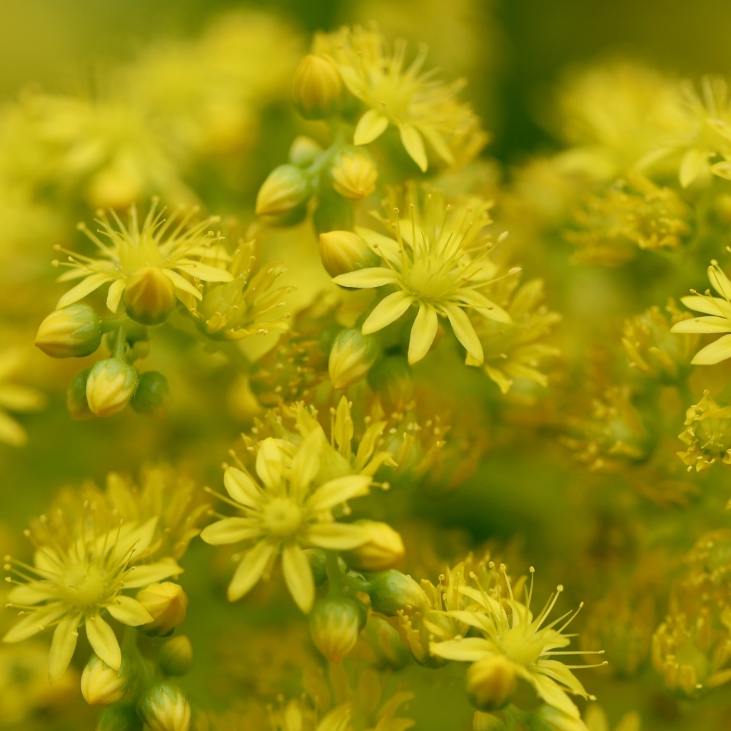 Желтые цветы очиток обыкновенный