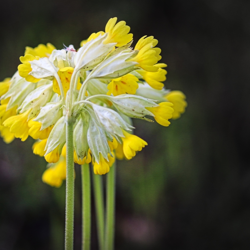 Желтые цветы примула весенняя