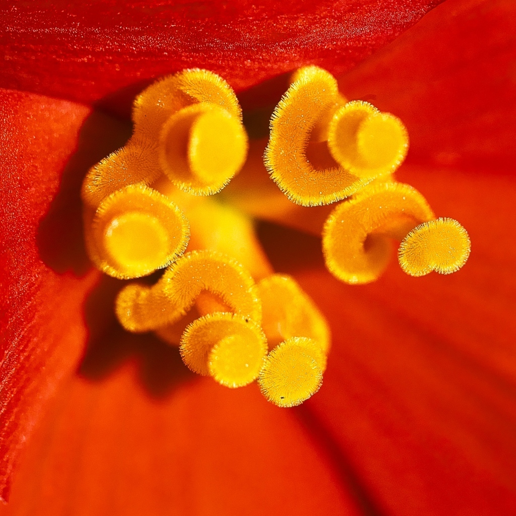 Желтые тычинки красного тюльпана