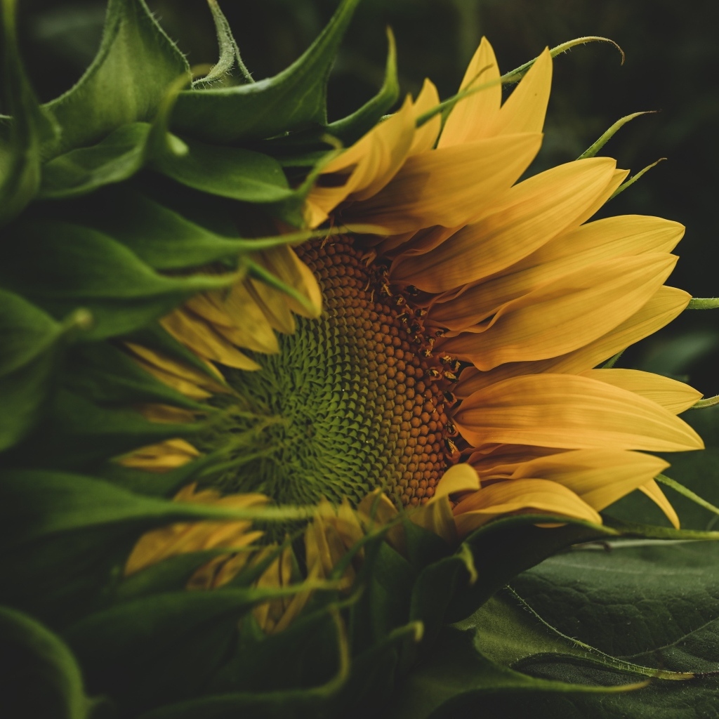 Желтый цветок подсолнуха с зелеными листьями