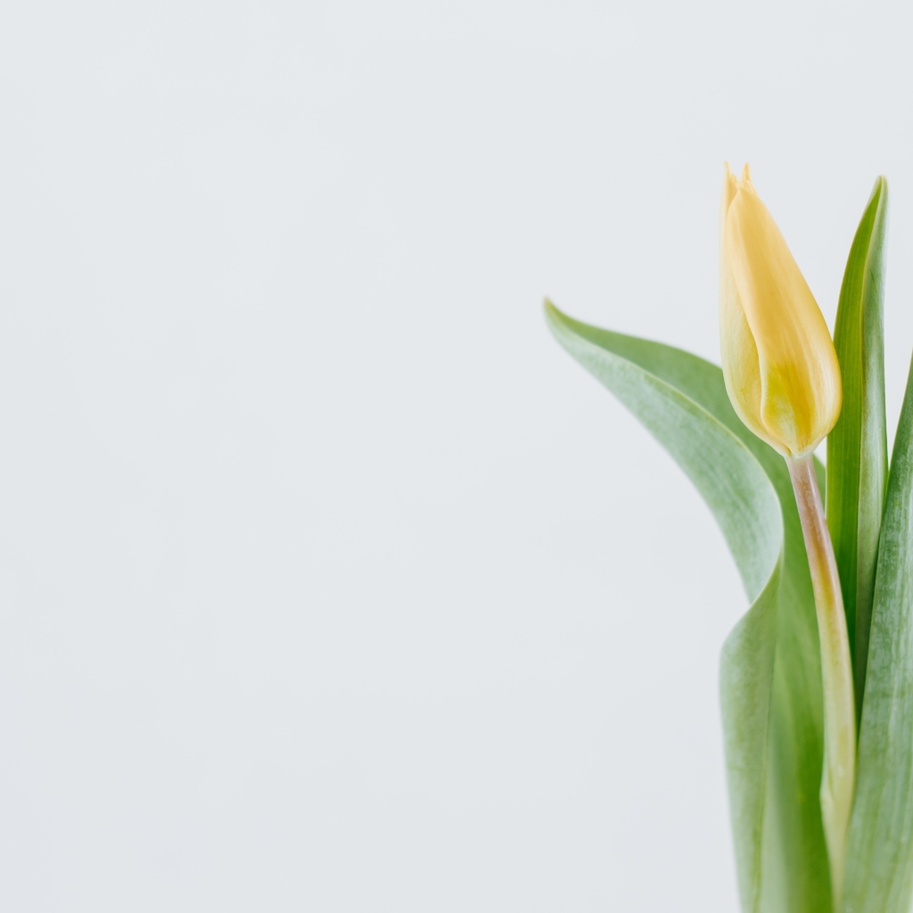 Желтый тюльпан с зелеными листьями на сером фоне