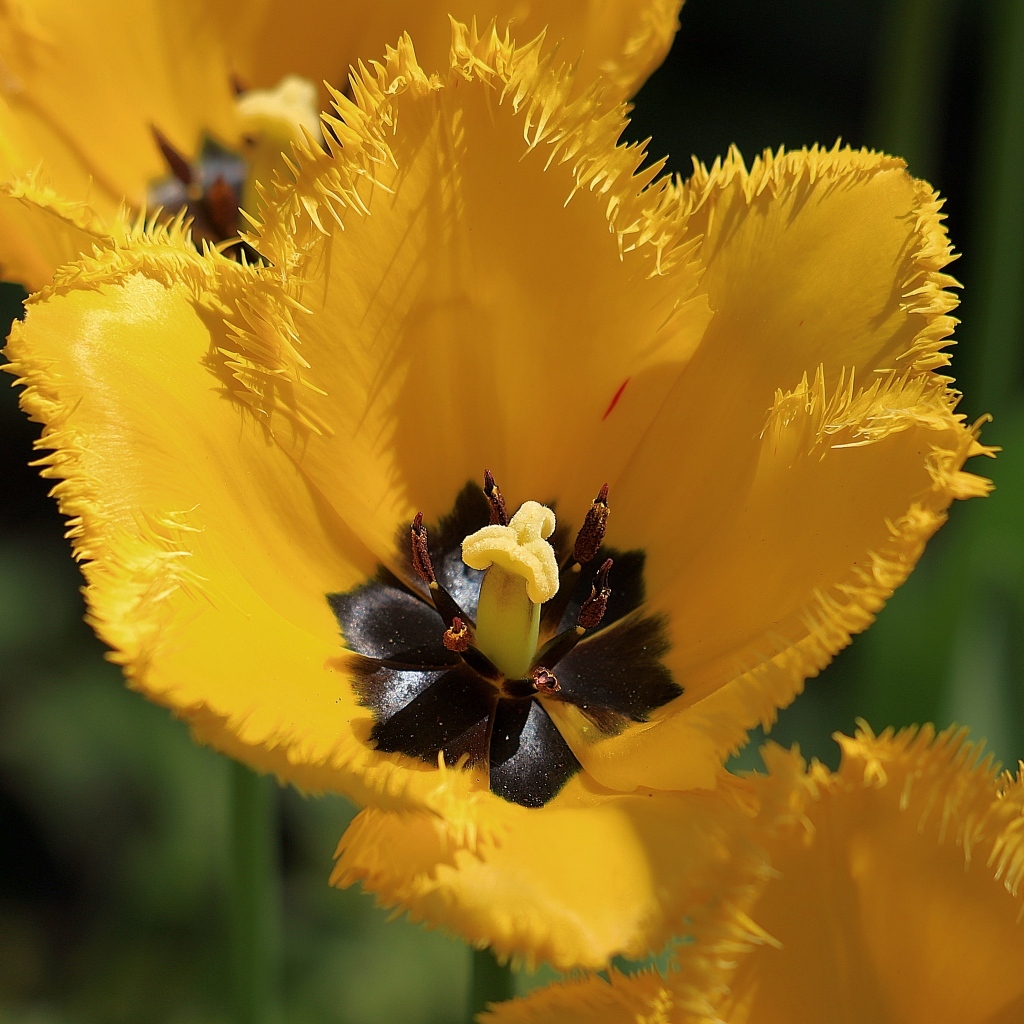 Желтые тюльпаны с черной серединкой крупным планом