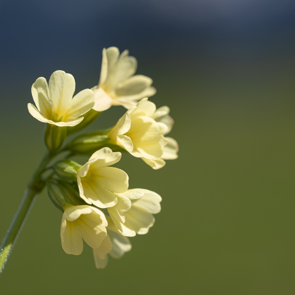 Желтые полевые цветы крупным планом