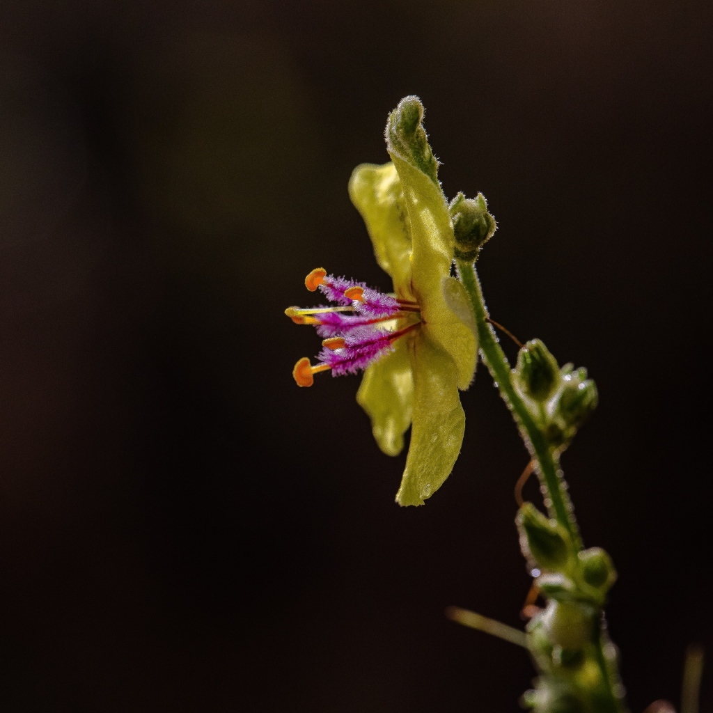 Желтый полевой цветок на черном фоне