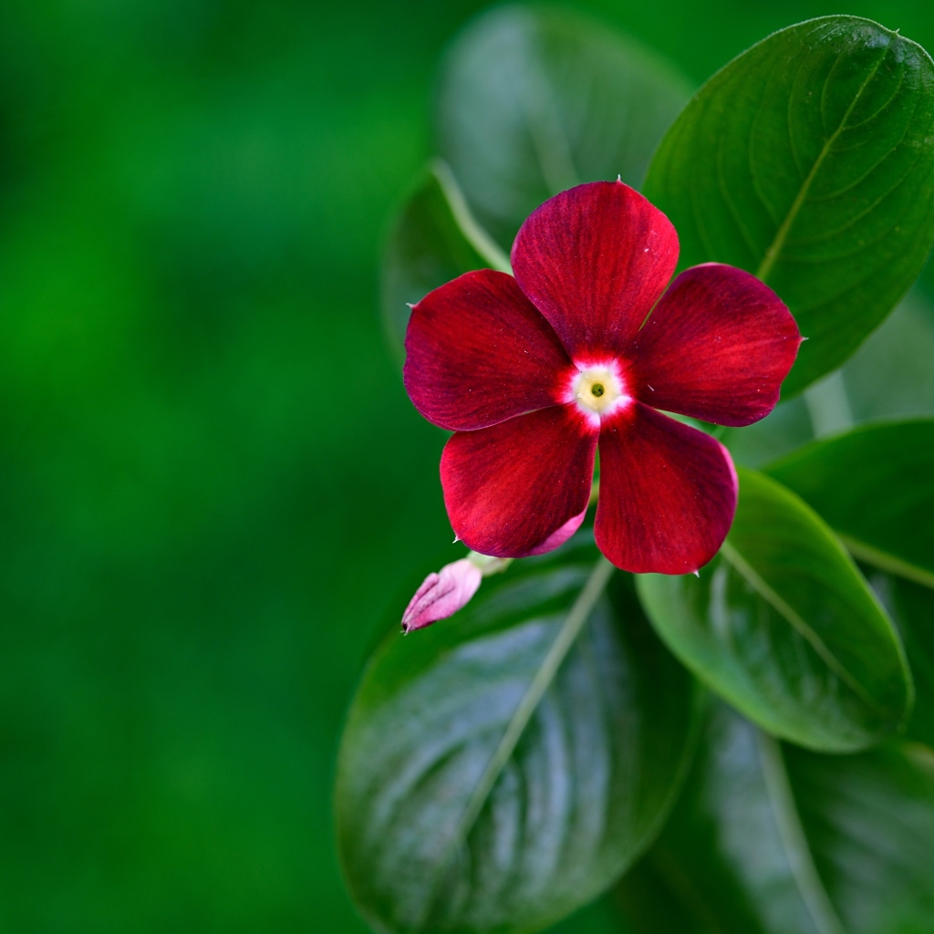 Красивый красный цветок барвинок