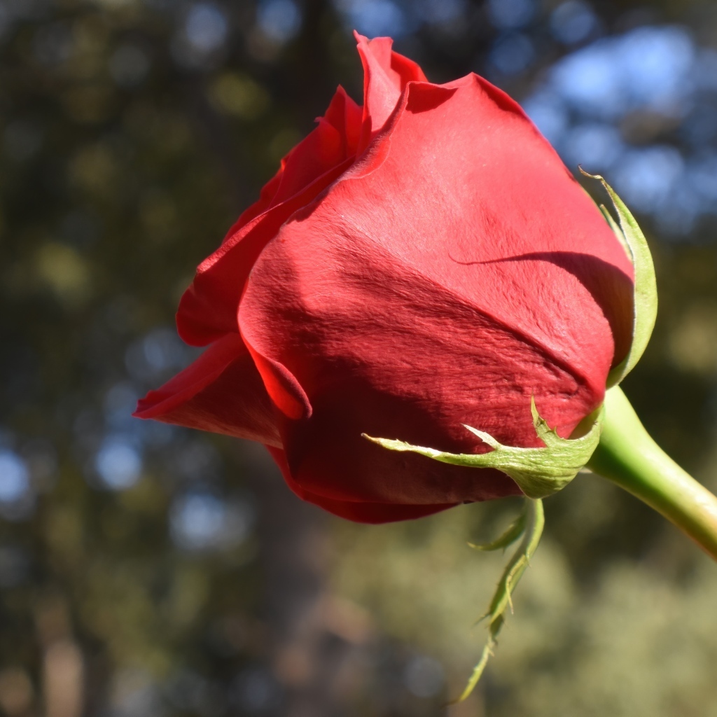 Красивый цветок красной розы