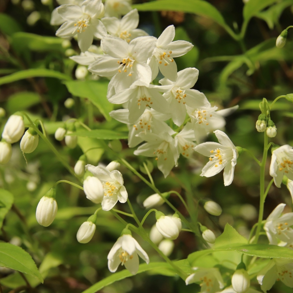 Красивый белый весенний цветок