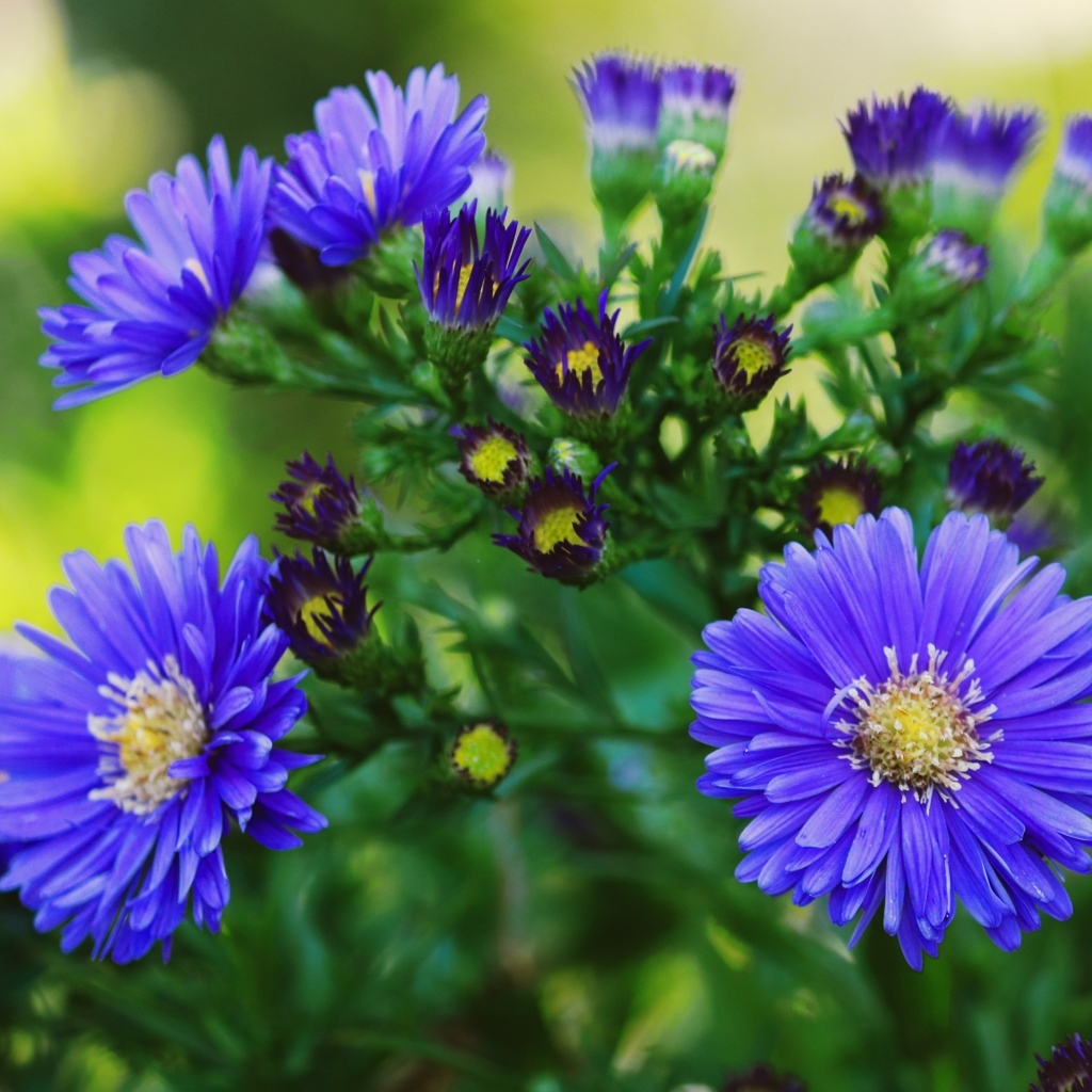 Синий осенний цветок сентябринка