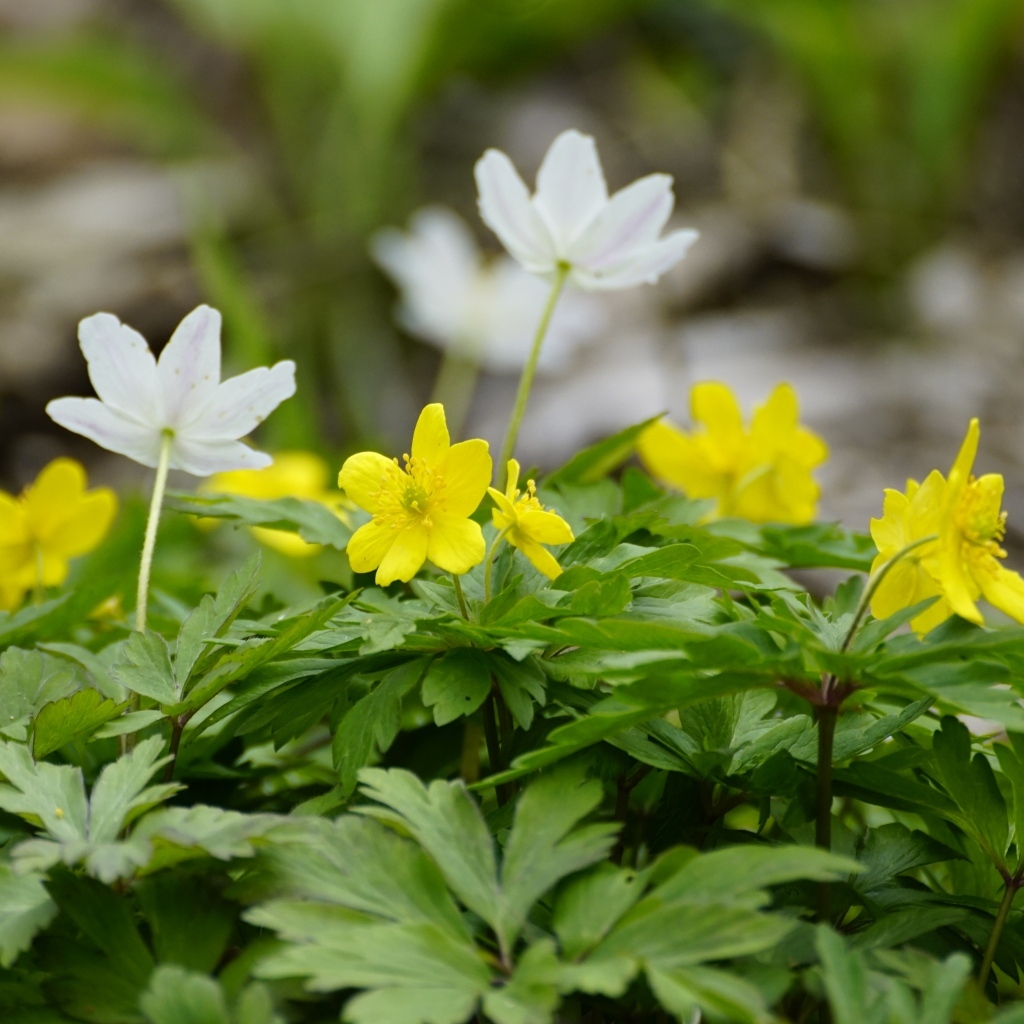 Лесные цветы ветреница ранункулоидная