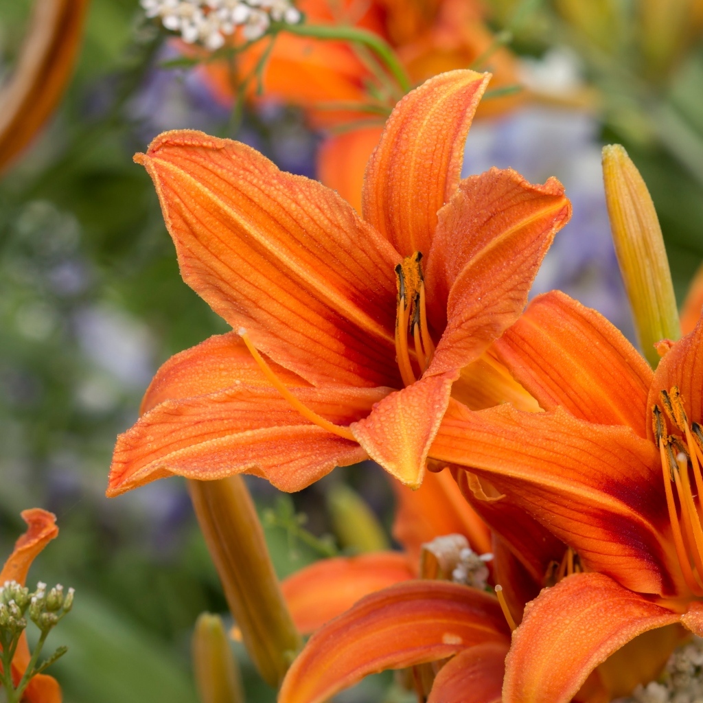 Оранжевые цветы садового лилейника