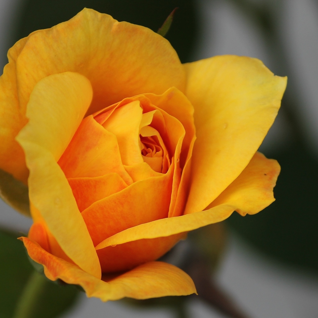 Оранжевая роза распускается 