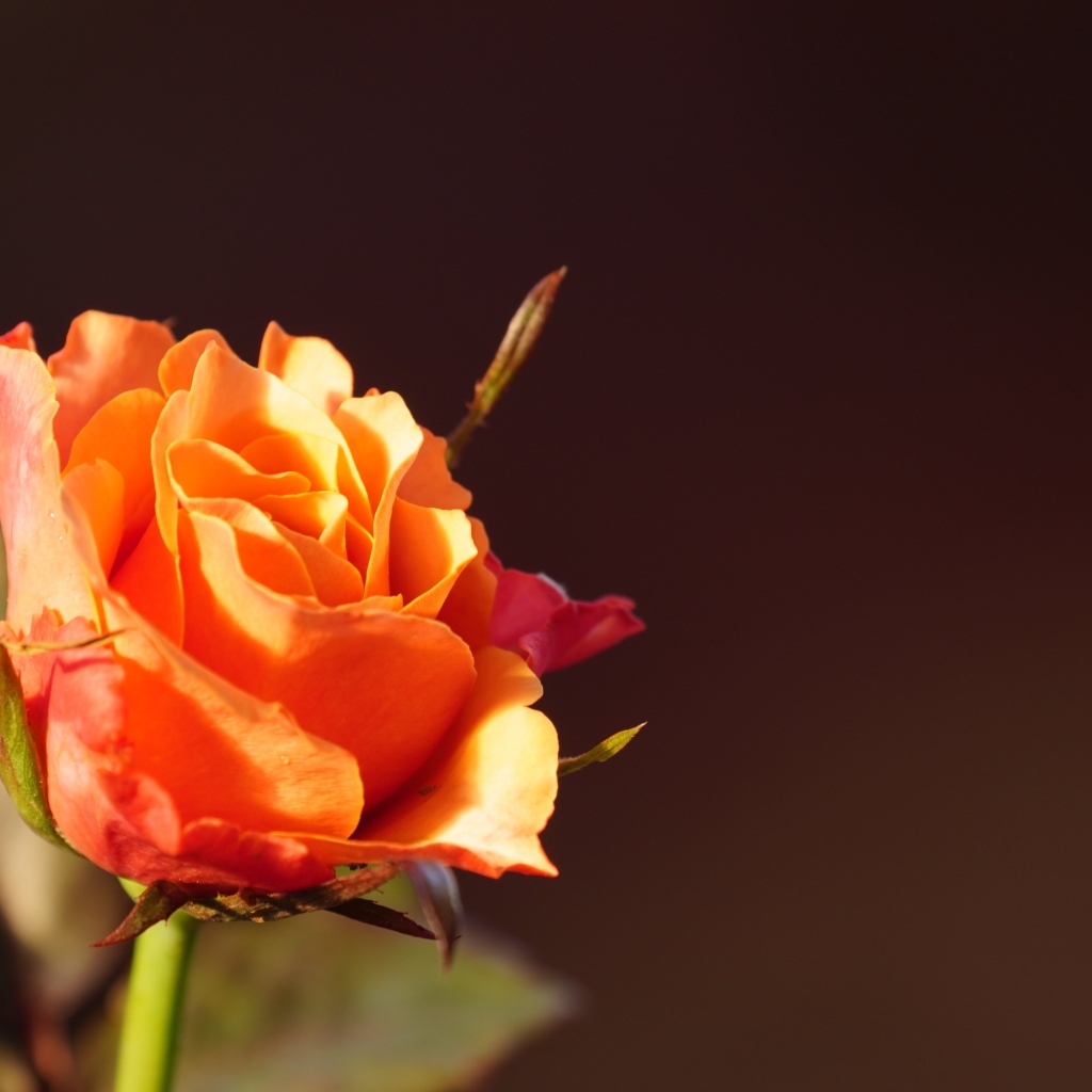 Оранжевая роза в лучах солнца