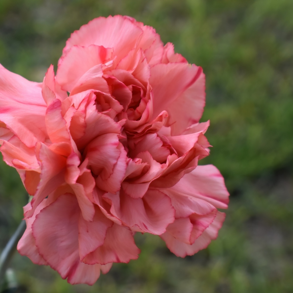 Розовая гвоздика крупным планом