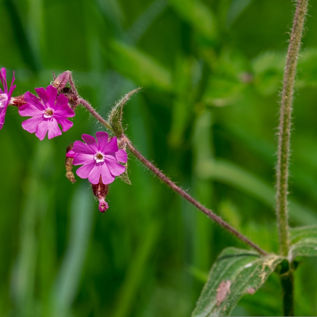 Розовые цветы полевой гвоздики