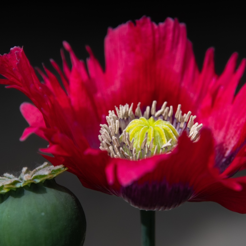 Розовый садовый декоративный мак 