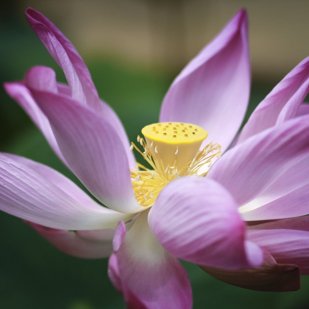 Розовый цветок лотоса крупным планом