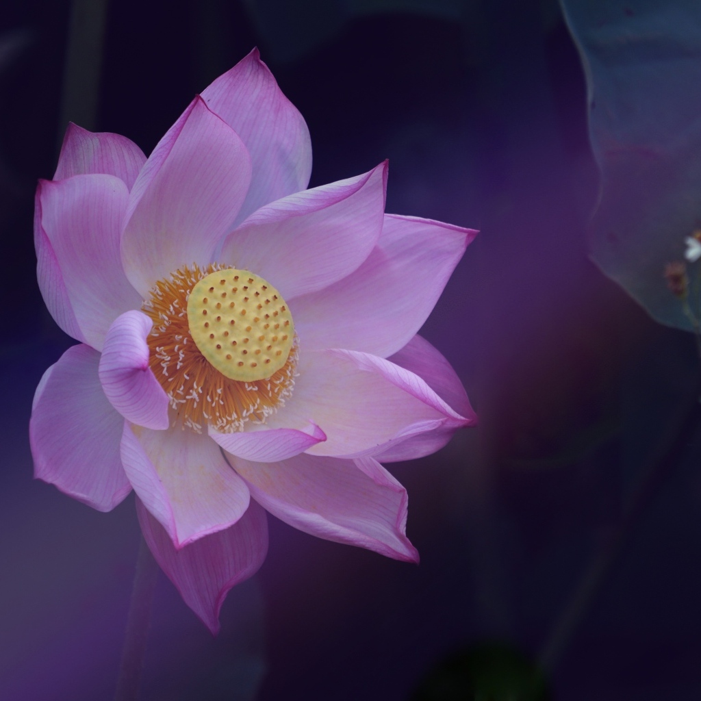 Розовый цветок лотоса с желтой серединкой