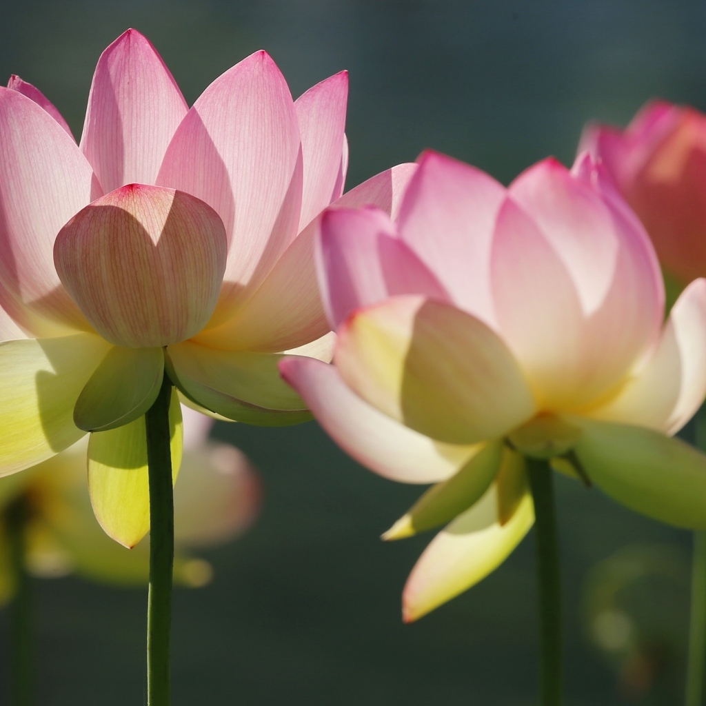 Розовые лотосы крупным планом