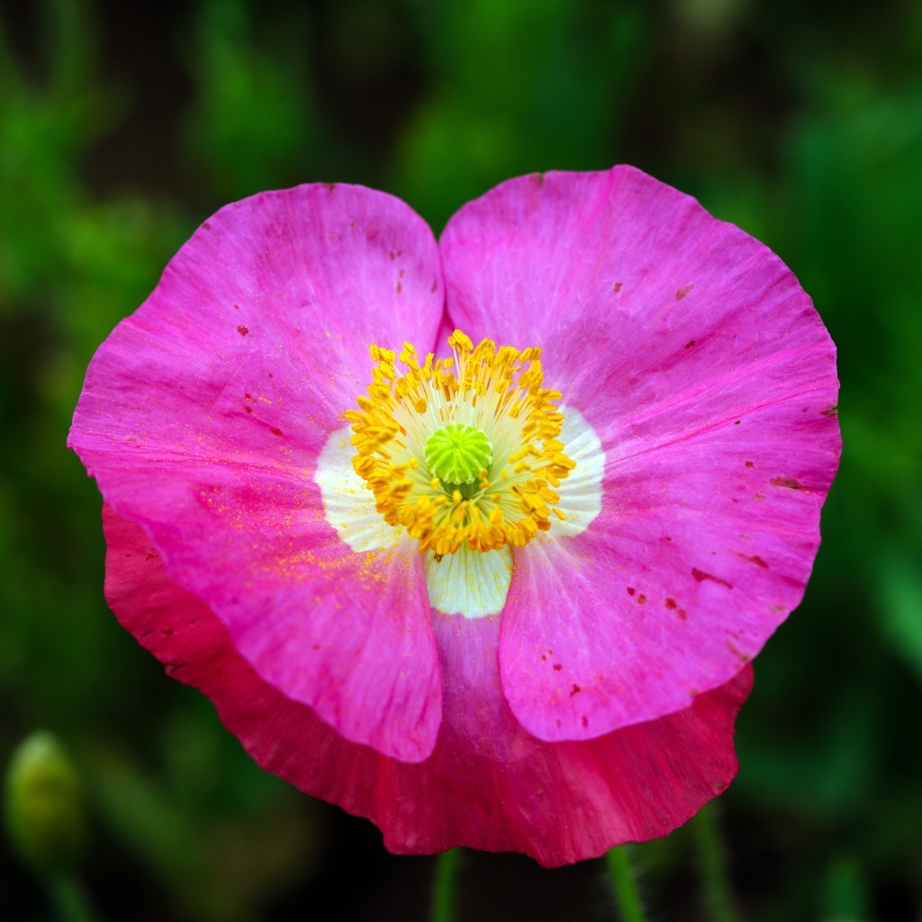 Розовый цветок мака крупным планом