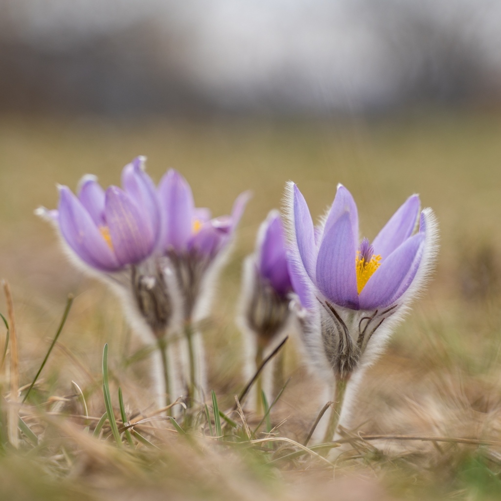 Фиолетовые полевые цветы прострел
