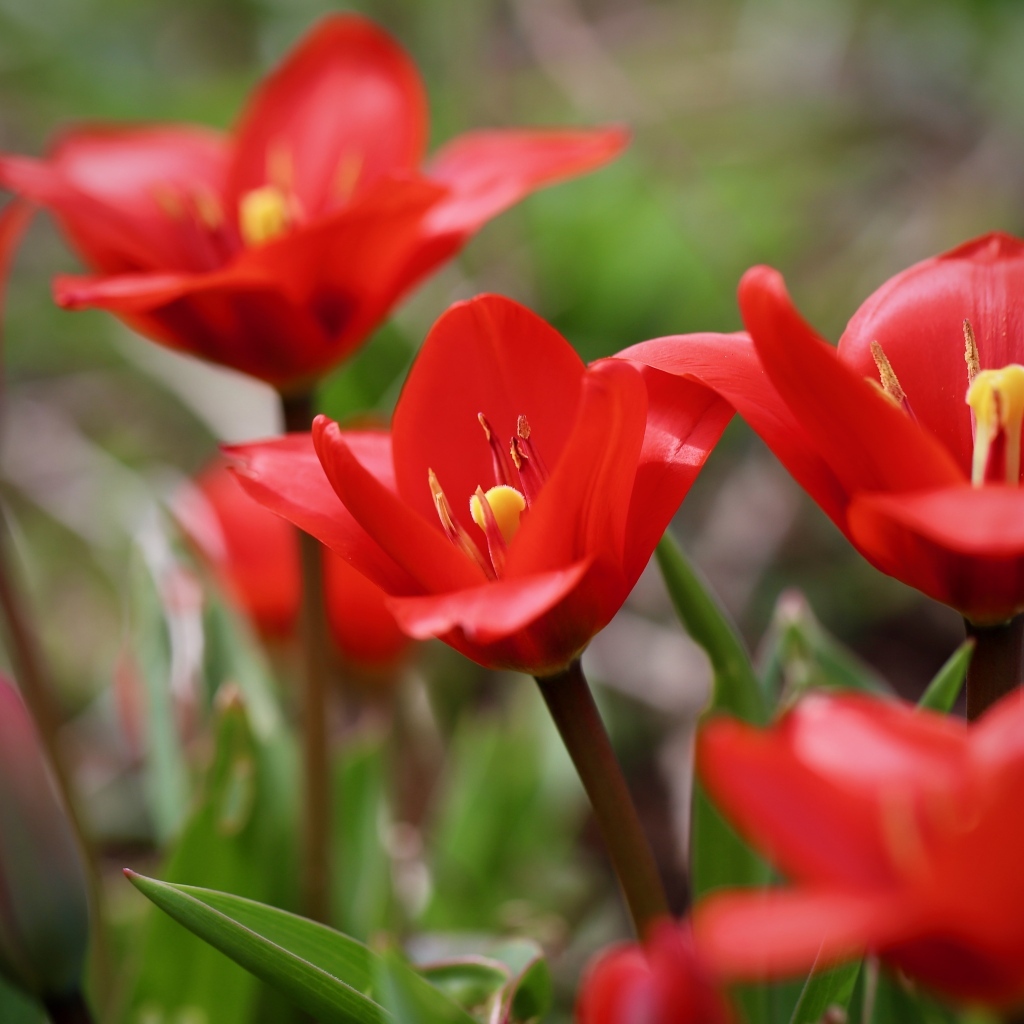 Маленькие красивые красные тюльпаны