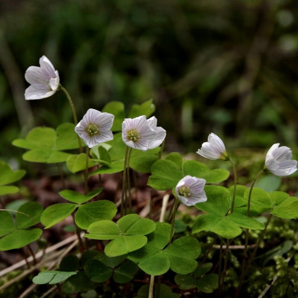 Маленькие цветы четырехлистного клевера