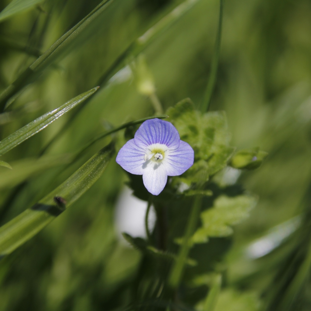 Маленький фиолетовый цветок гипсофилы