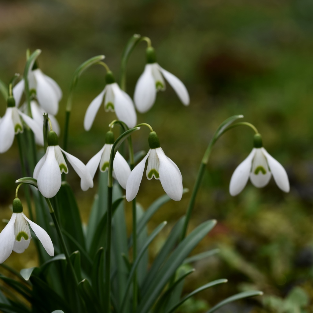 Маленькие цветы подснежника весной