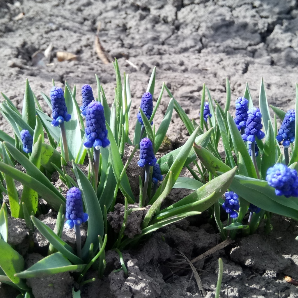 Маленькие весенние цветы мускарики