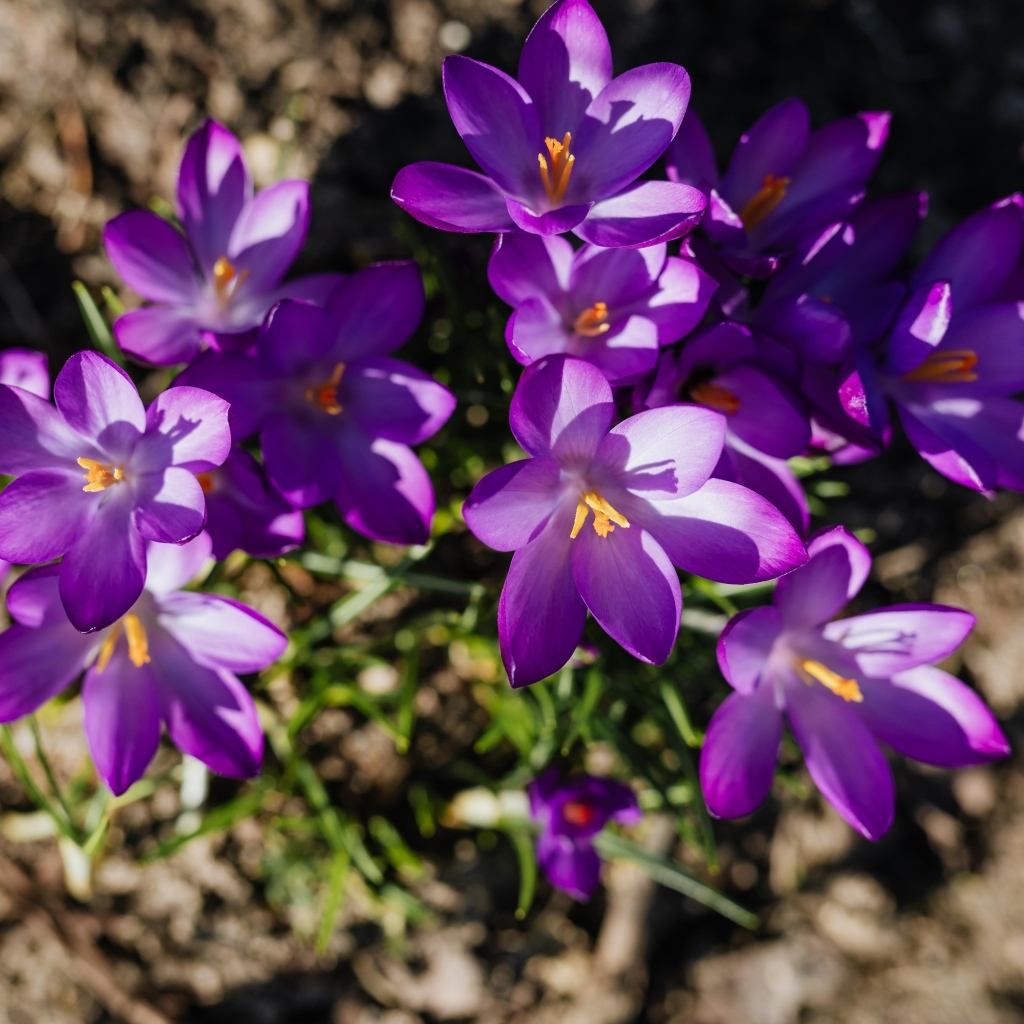 Маленькие весенние фиолетовые крокусы вид сверху