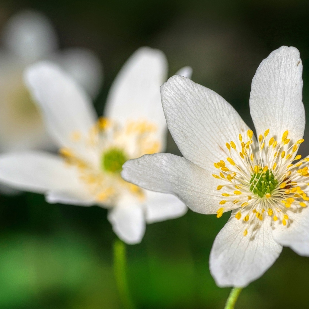 Маленькие белые цветы анемон