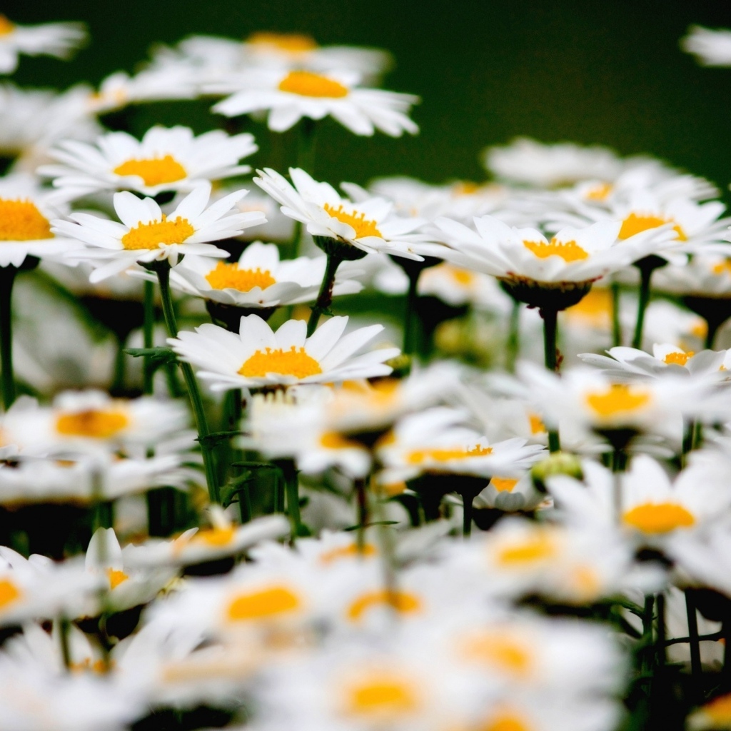 Маленькие белые ромашки крупным планом