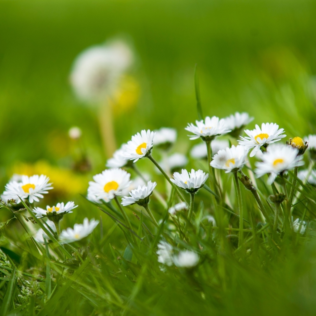 Маленькие белые цветы в зеленой траве