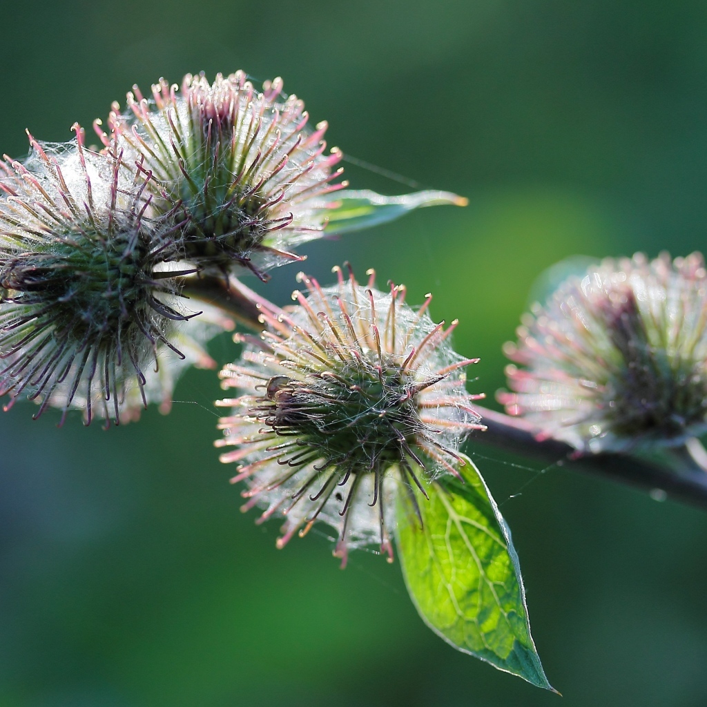 Колючие цветы расторопши
