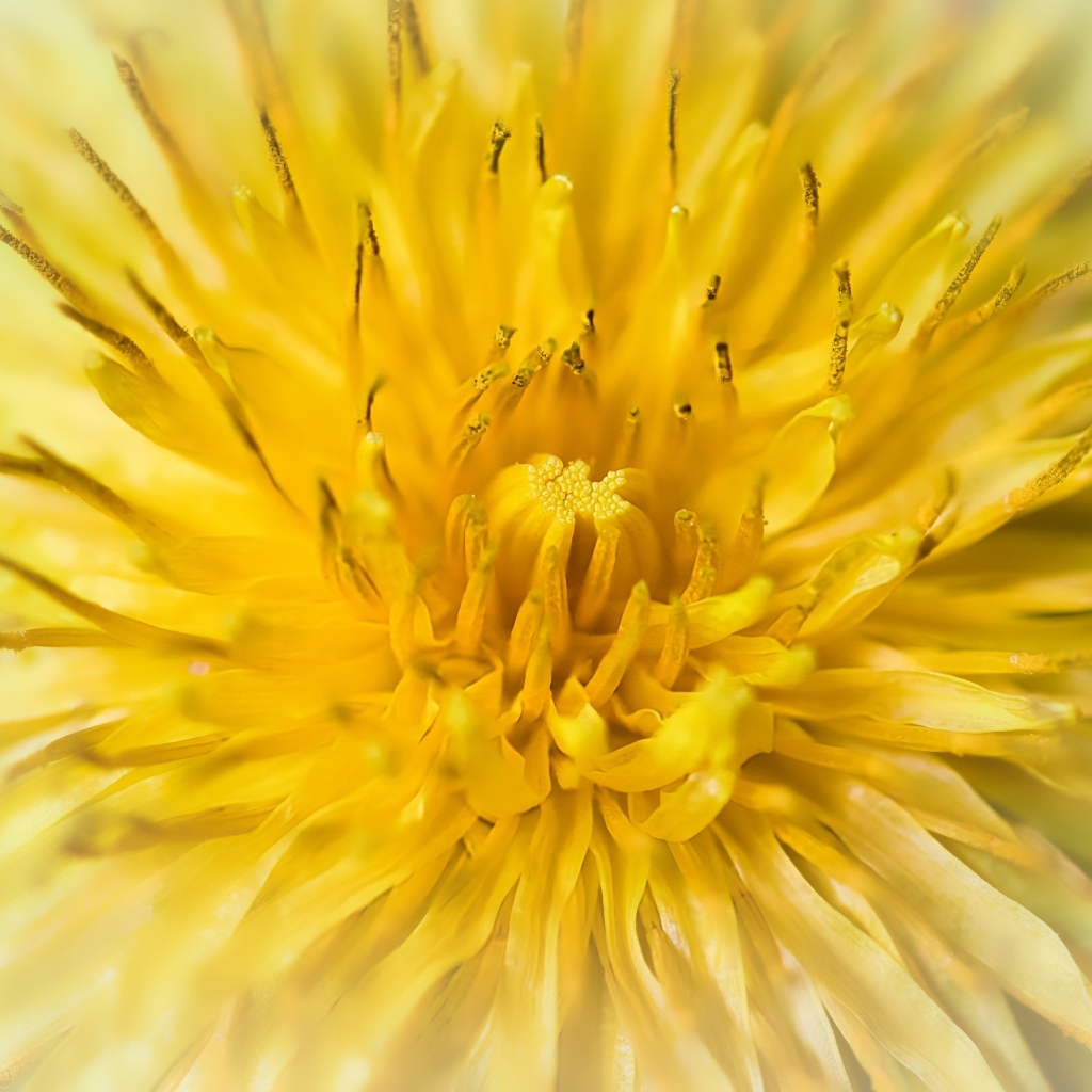 Желтый одуванчик крупным планом