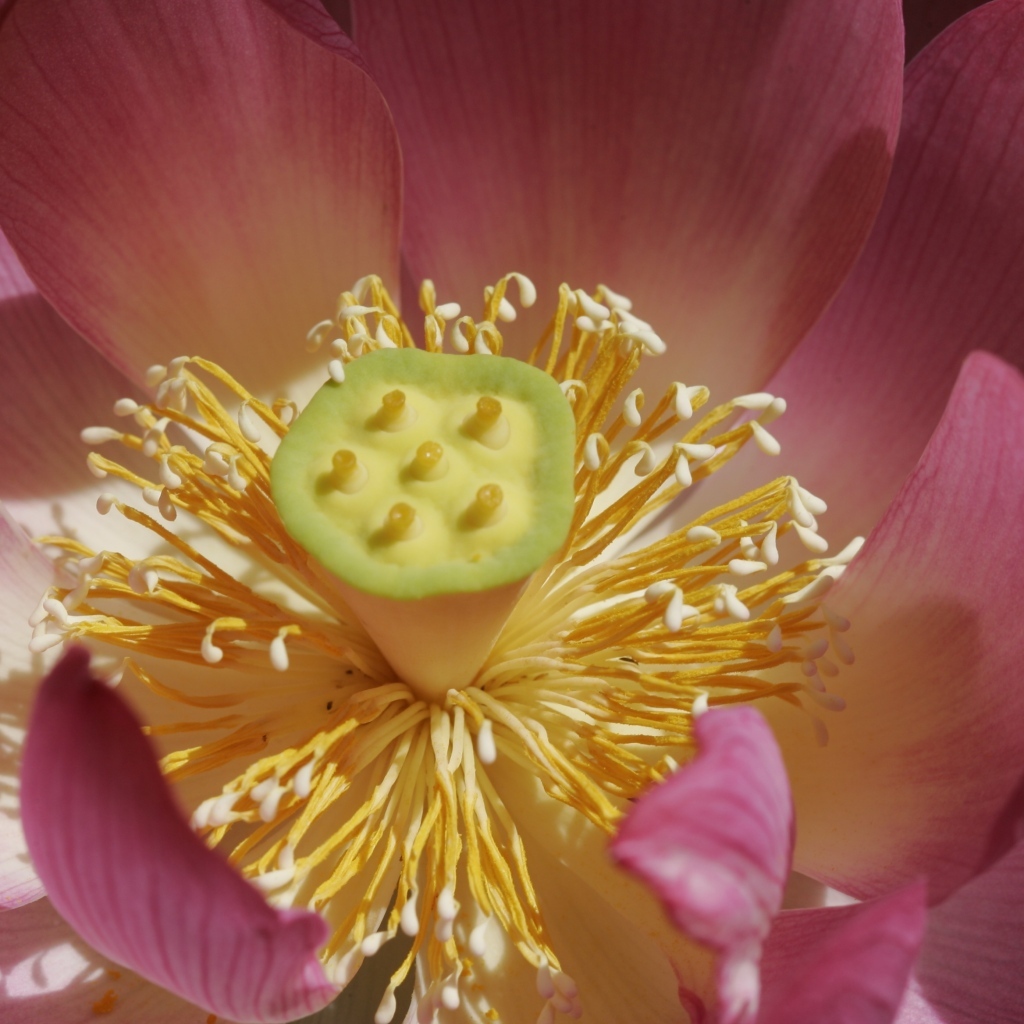 Желтая середина цветка лотоса крупным планом