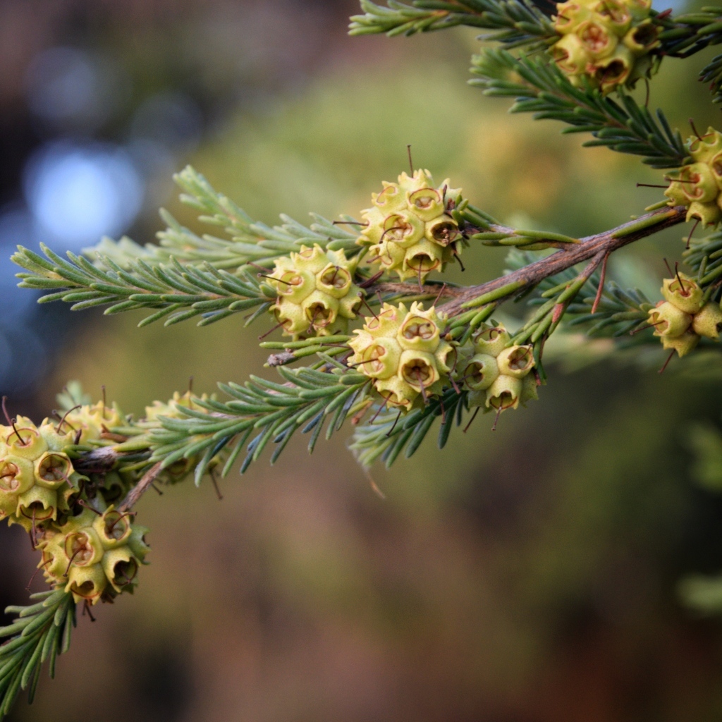 Зеленая ветка ели с семенами