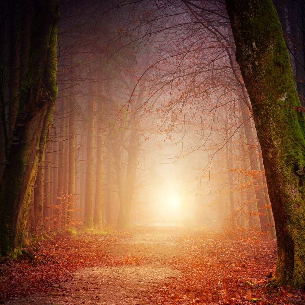 Свет в конце дороги в темном осеннем лесу