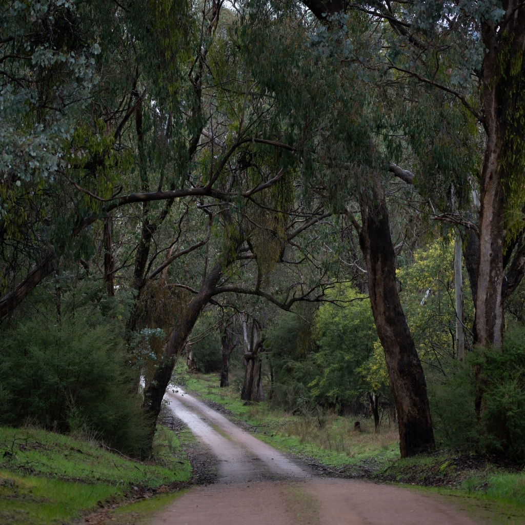 Дорога среди зеленых деревьев