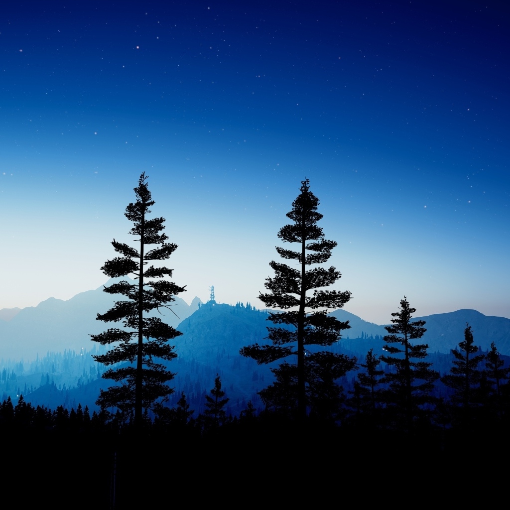 Высокие ели в лесу ночью