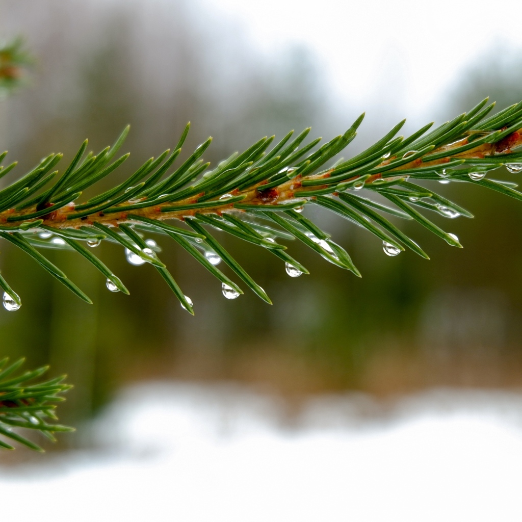 Мокрая зеленая еловая ветка