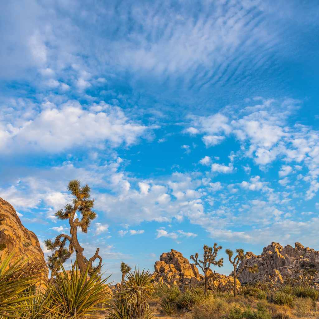 Кактусы и горы под голубым небом с белыми облаками