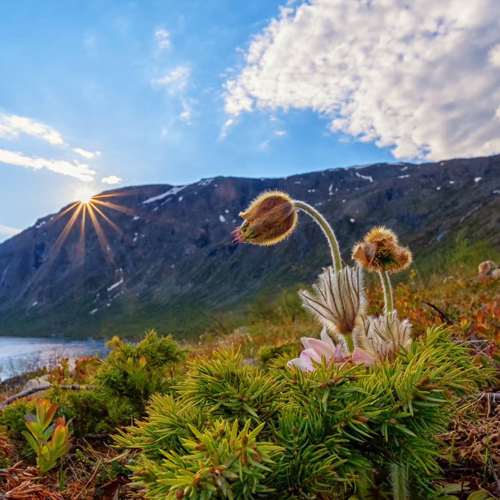 Цветы прострела у озера в горах