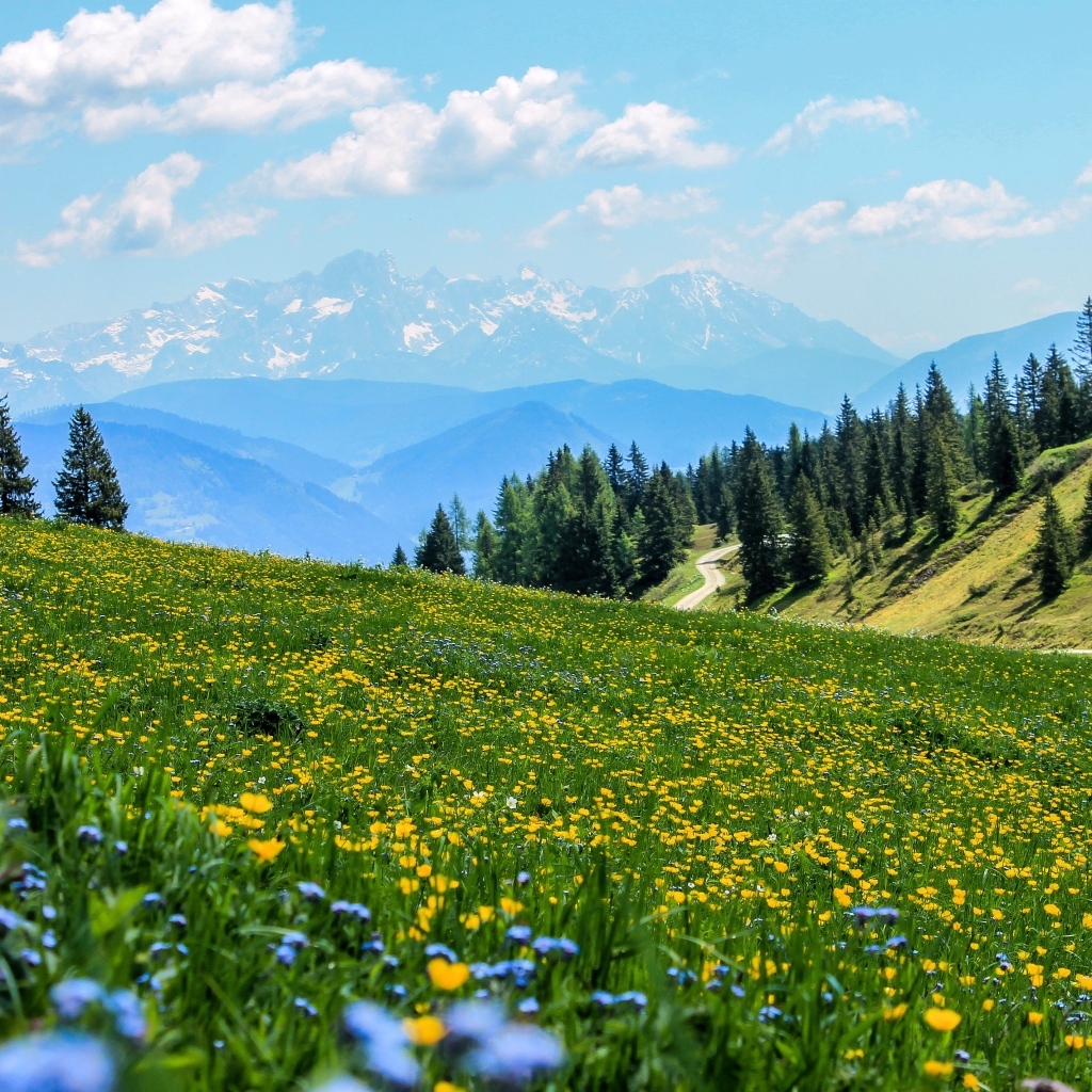 Зеленый луг с цветами в горах
