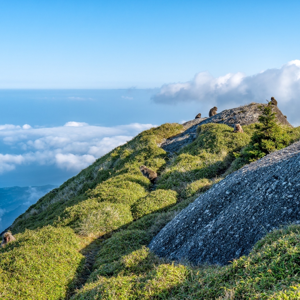 Высокие покрытые зеленью горы выше облаков