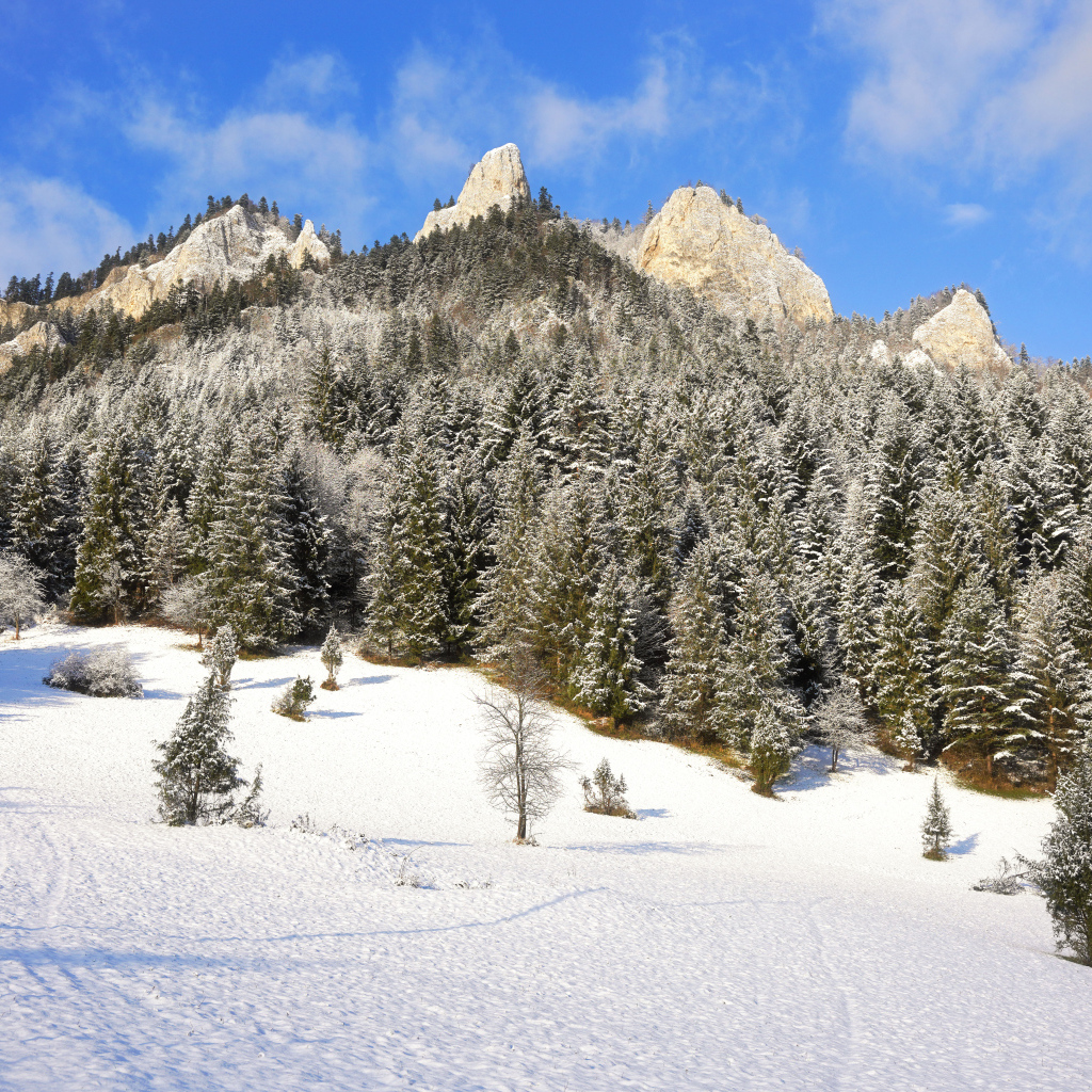 Заснеженные горы с зелеными елями в лучах солнца
