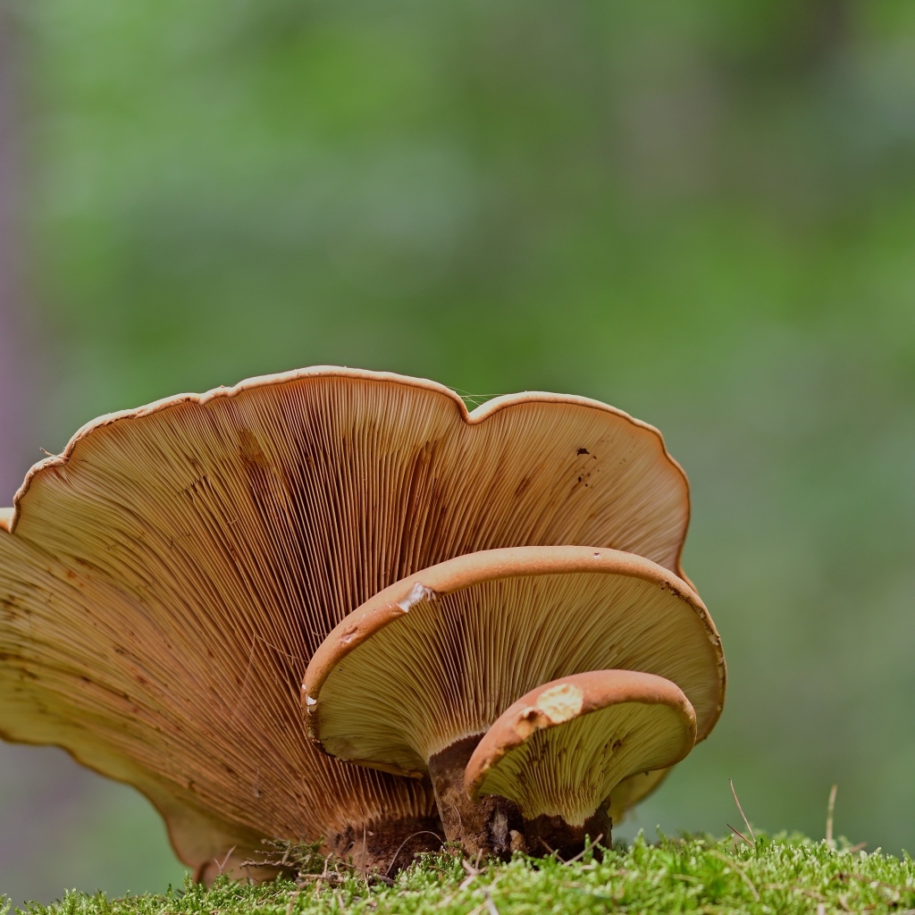 Большой древесный гриб растет в лесу 