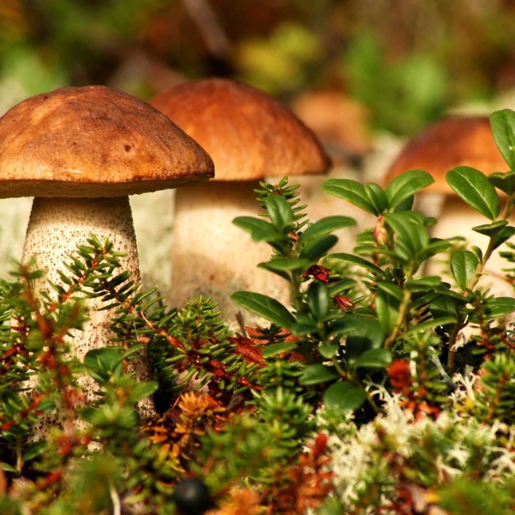 Много грибов растет в зеленой траве